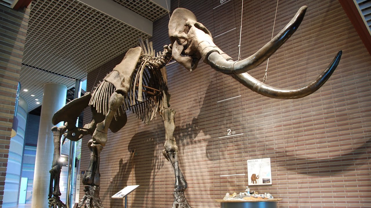 🏛️ 이바라키 시립 문화재 자료관(이바라키 시리츠 분카자이 시료칸) 이미지 7